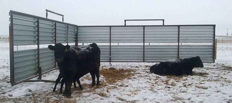 Cattle Windbreaks 1